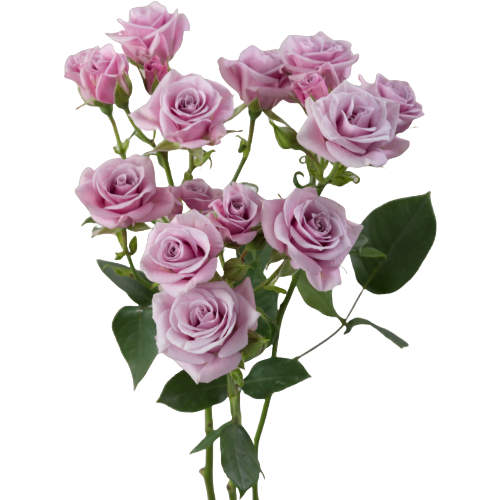 RoseSpray Brilliant Star Sagit