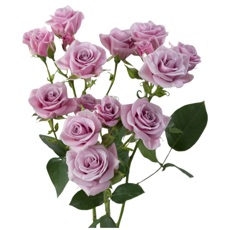 RoseSpray Brilliant Stars Sagitta