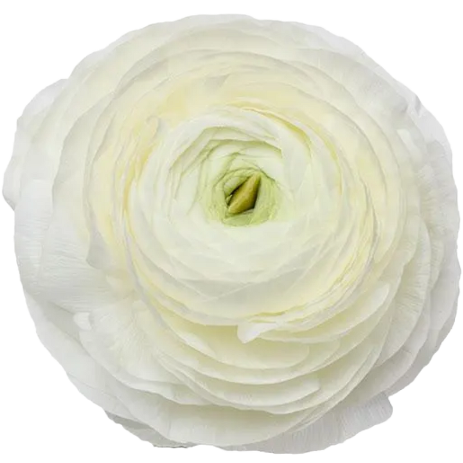 Ranunculus Cloni Iceburg rio s