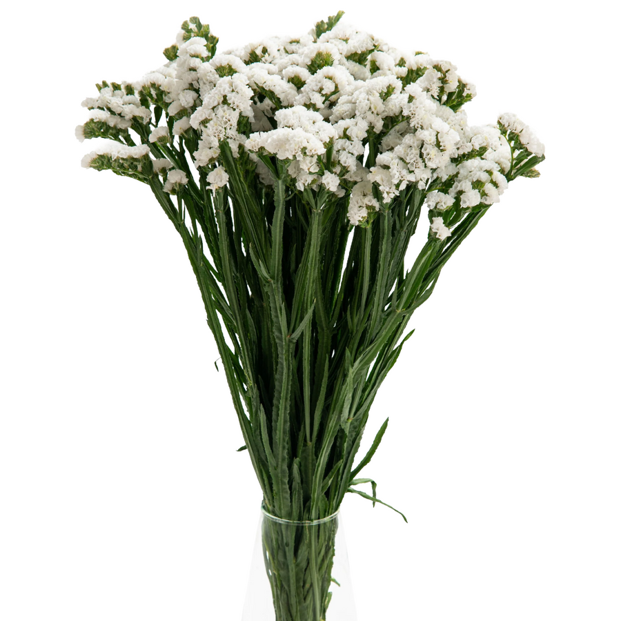 Statice Carnival White Valleflor