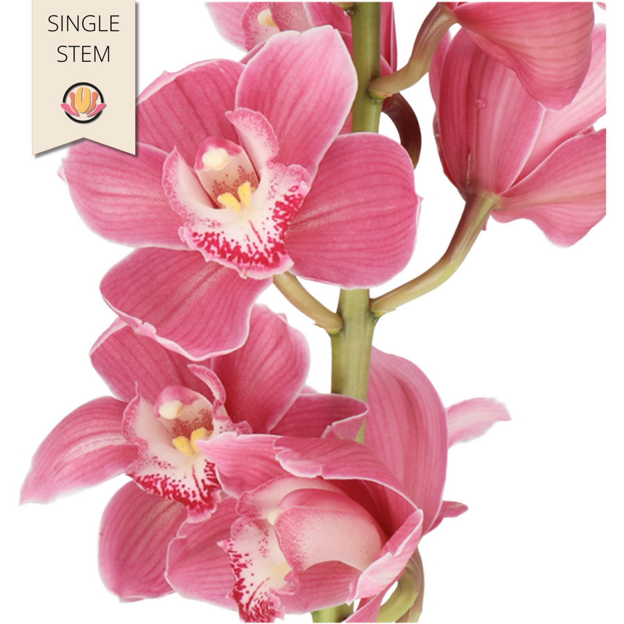 Cymbidium Braemar Holex 8+60cm