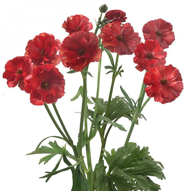 Ranunculus Butterfly Red holl
