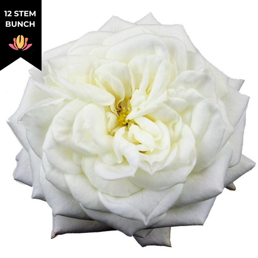 Garden Rose Ashley White 40cm