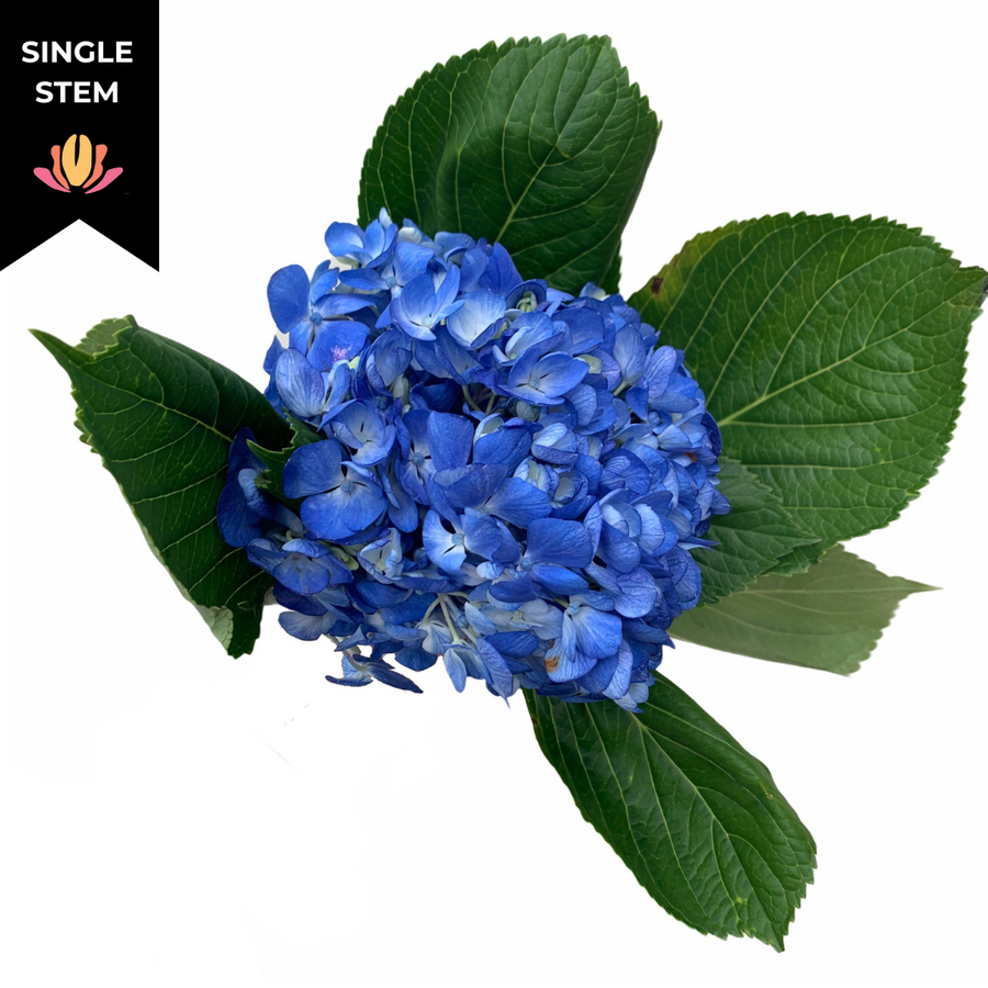Hydrangea Dark Blue SupSel. RF