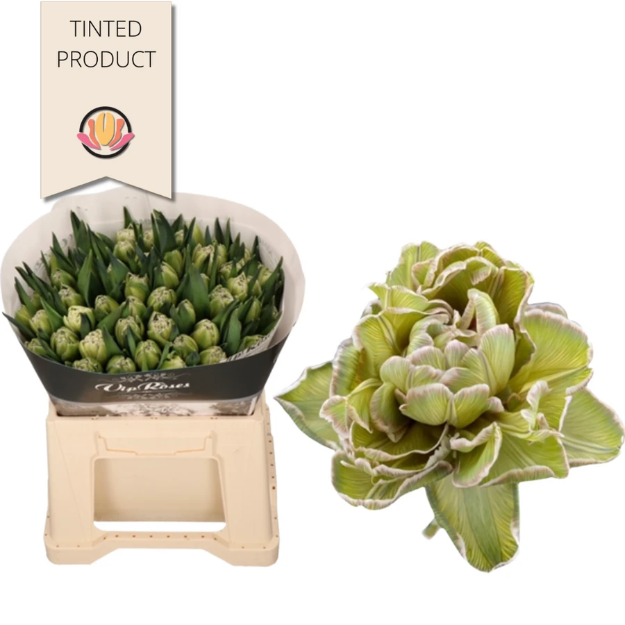 TulipDyed Dbl Springfield holl