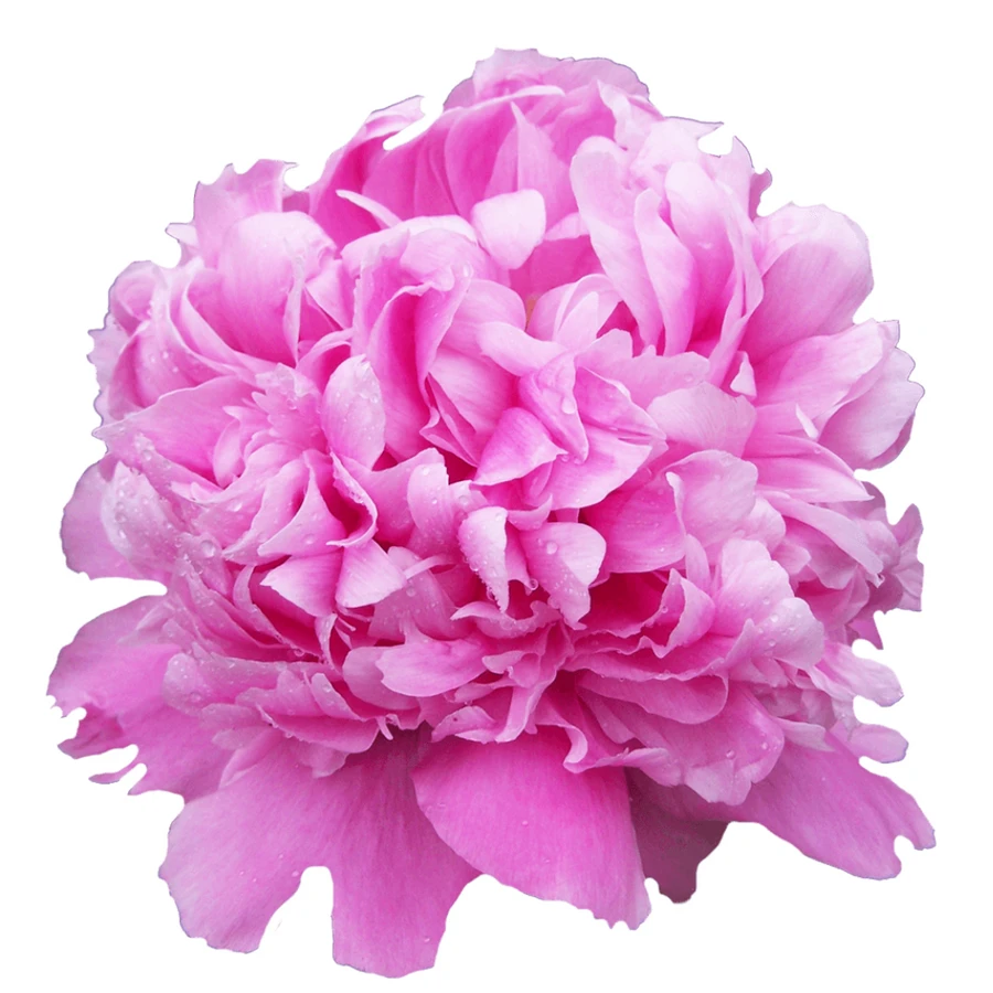 Peony Julie Elie arlotti 60cm
