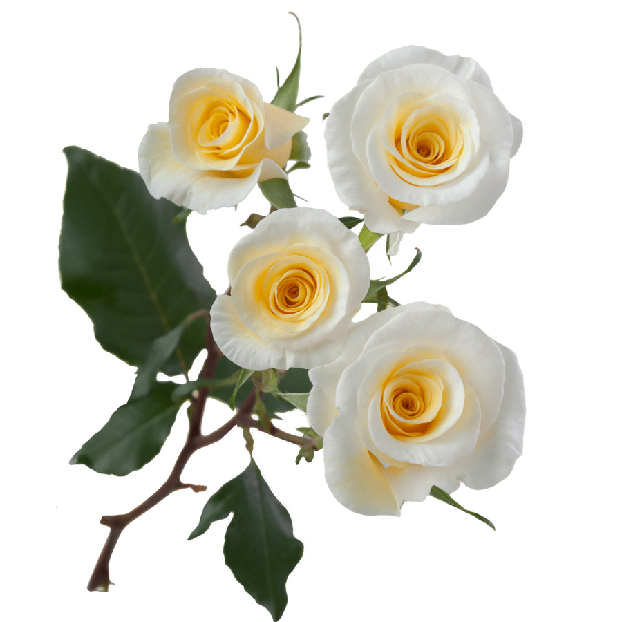 RoseSpray New Moon RP