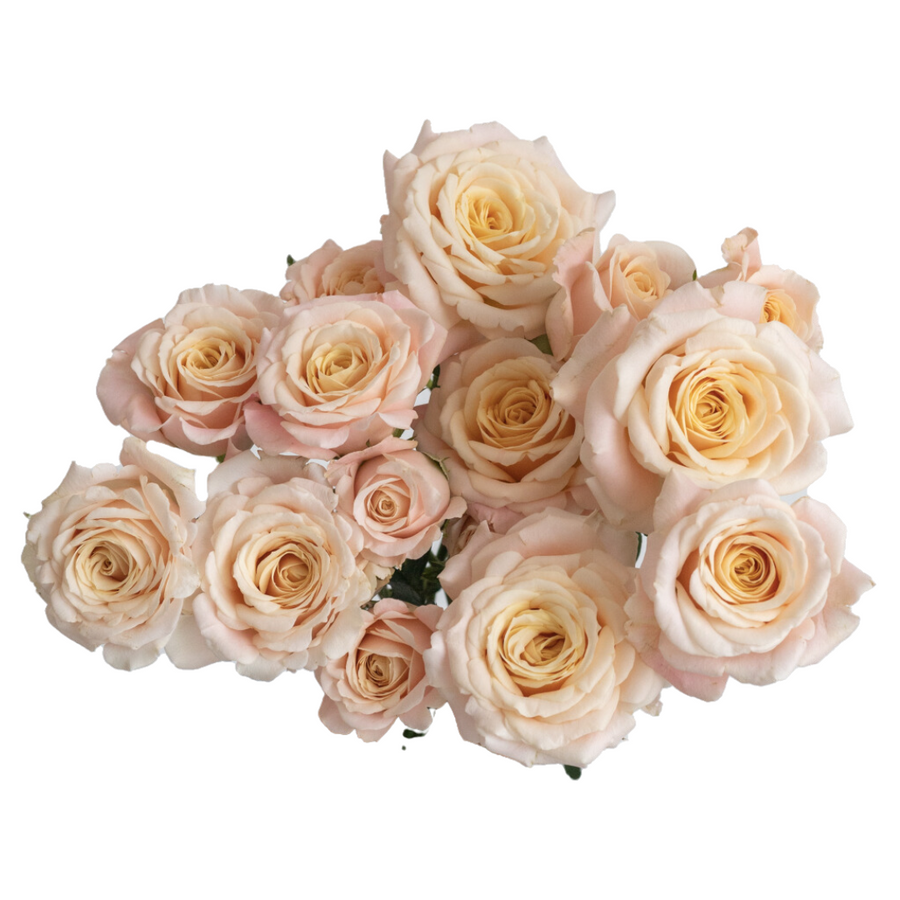 RoseSpray Morning Star rprima