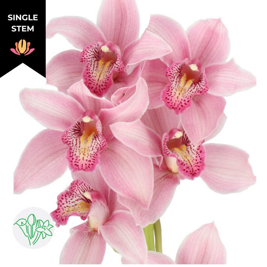 Cymbdium Elliot Rogers holl