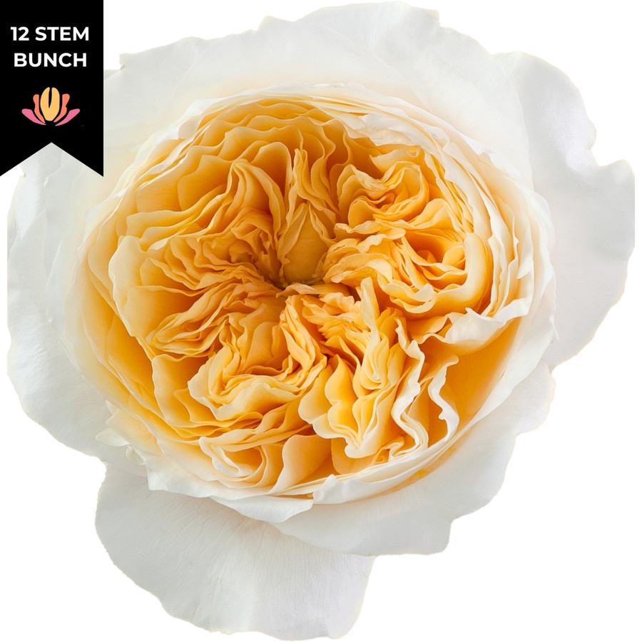 Graden Rose Effie 40cm rpirma