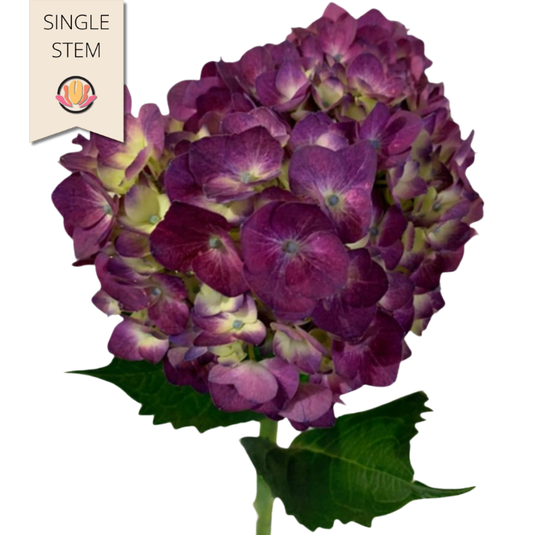 Hydra. Purple rfi(st)