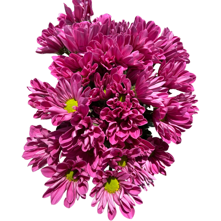 Pom Daisy Plazma DKPink BM