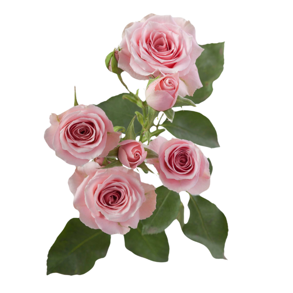 Rose Spray Suspiro Rprima