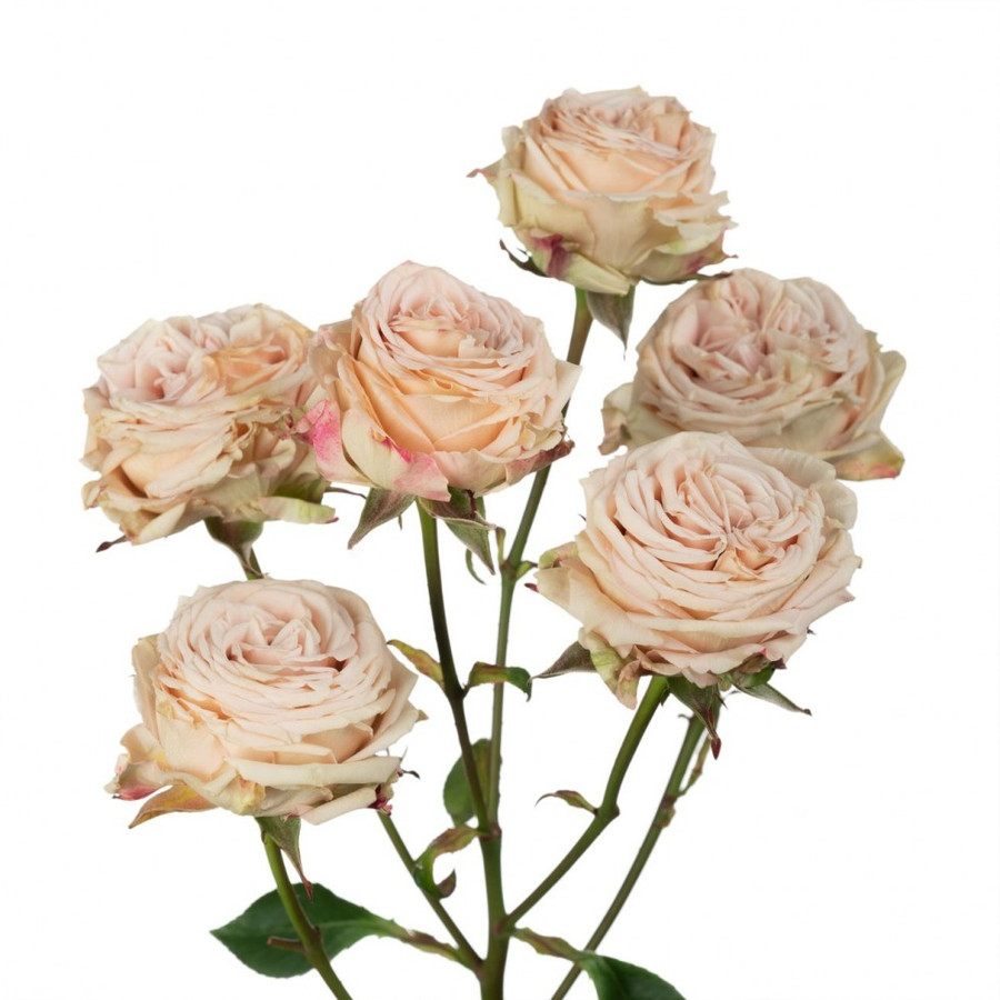 Rose Spray Be Generous Rprima