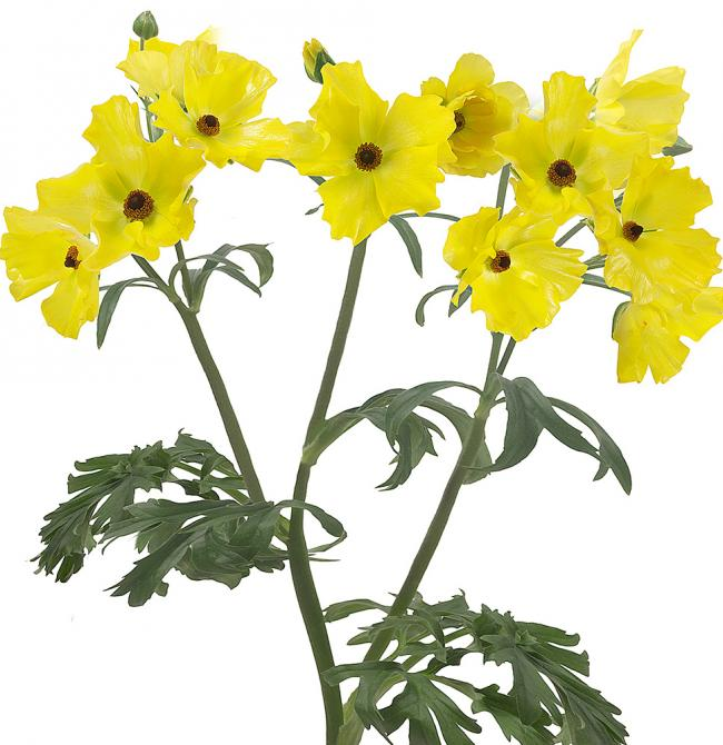 RanunculusButterfly Artemis, Holex