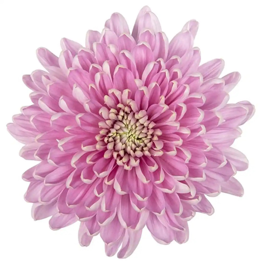 Mum Cremon Rossano Lavender, Sole
