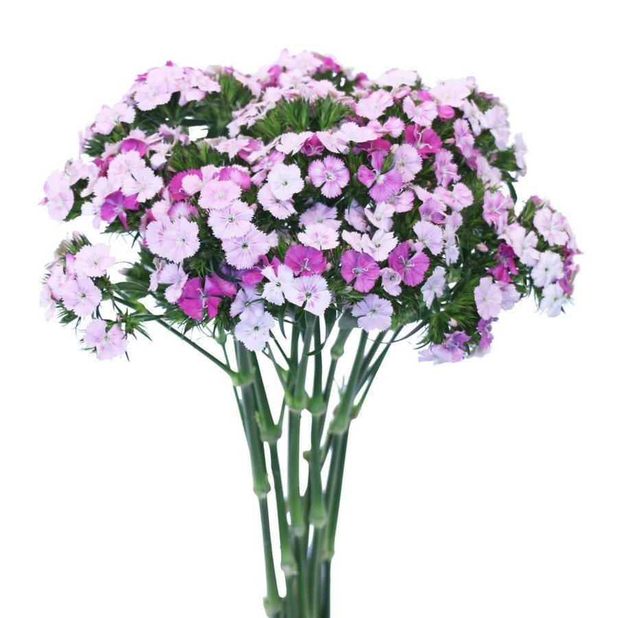 Dianthus Amazon Lavender sole