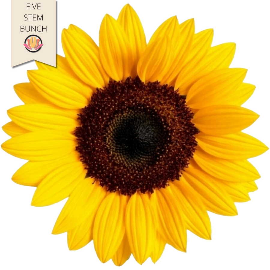 Sunflowers Yellow rio(5st)