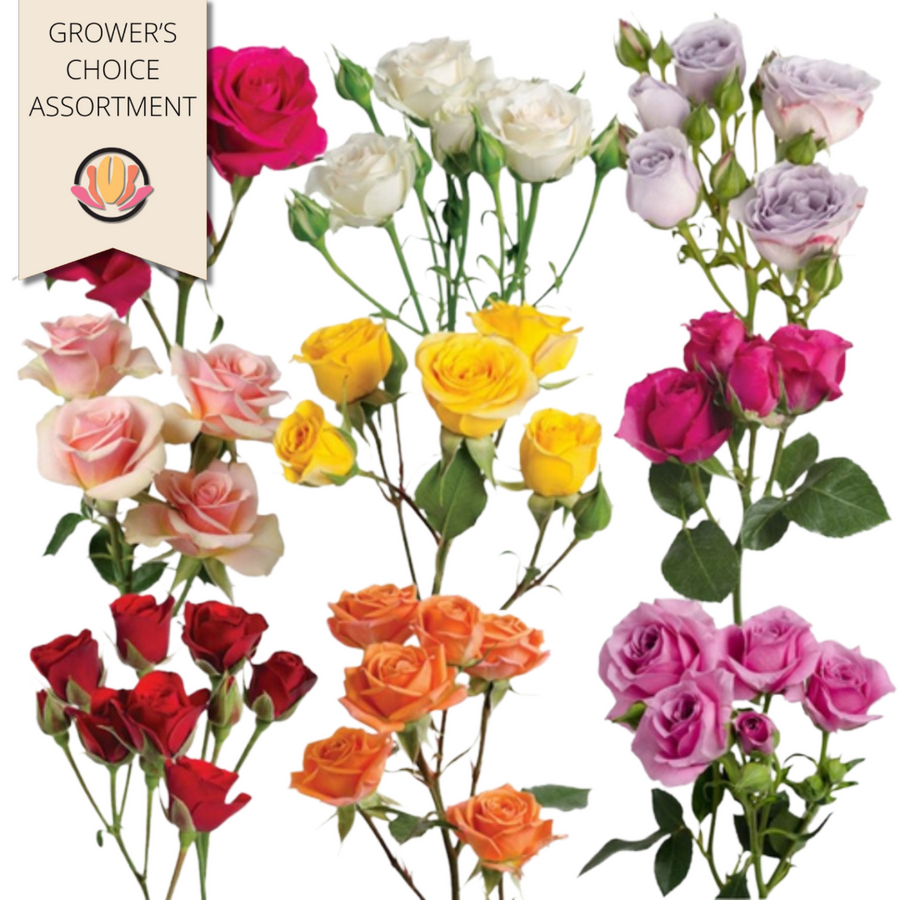 RoseSpray Assortment (10case), Rosaprima