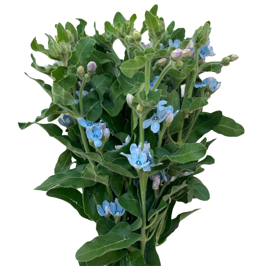 Tweedia Blue fresca