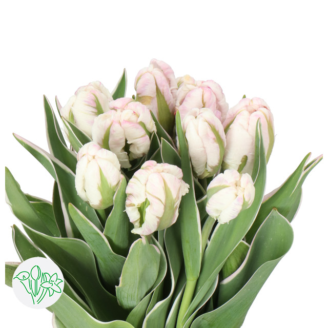 Tulip Silver Parrot Des holl