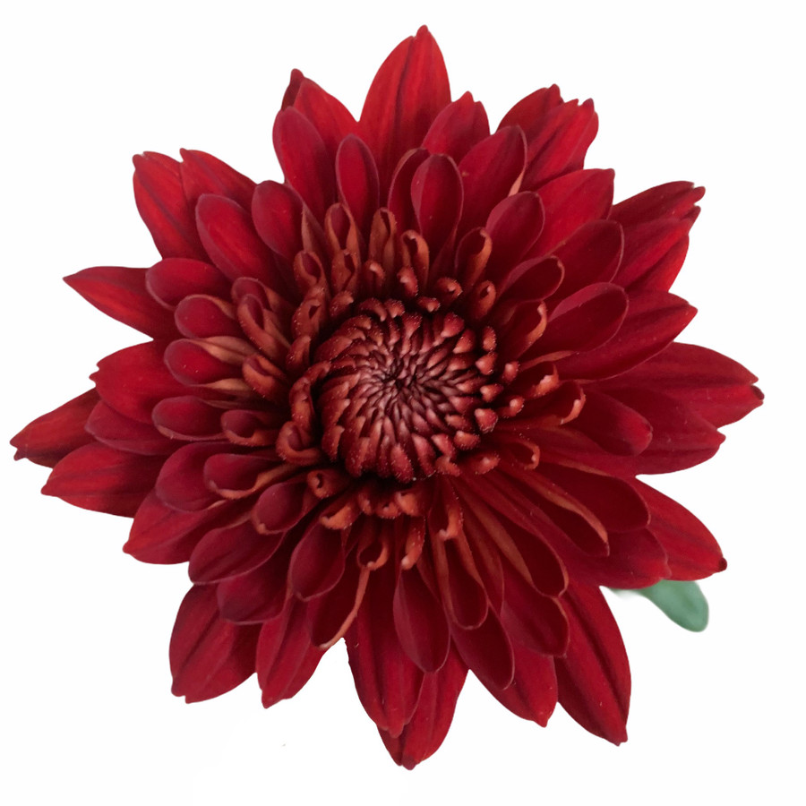 Mum Cremon Magnum Red Sole