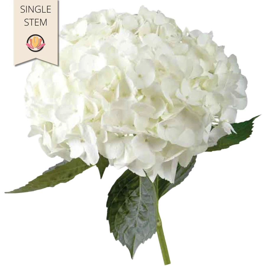 Hydrangea White sole(st)