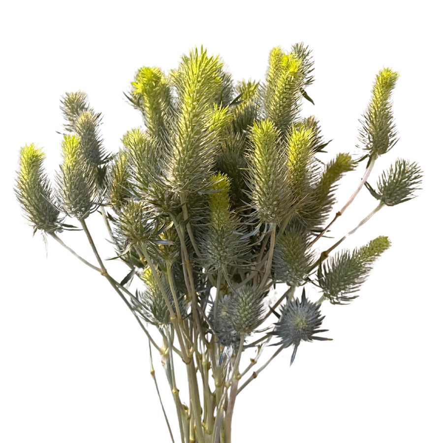 Eryngium Electric Dynamite 60c