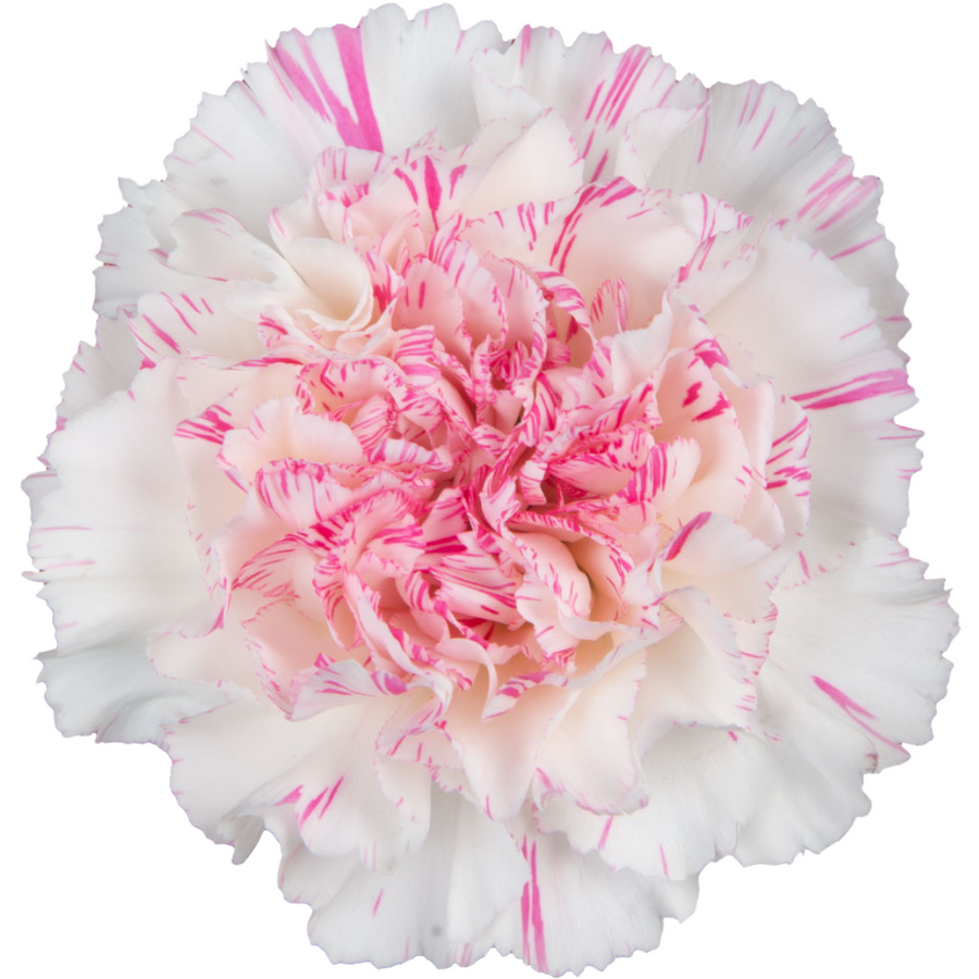 Carnation Sel Yucari Cherry so