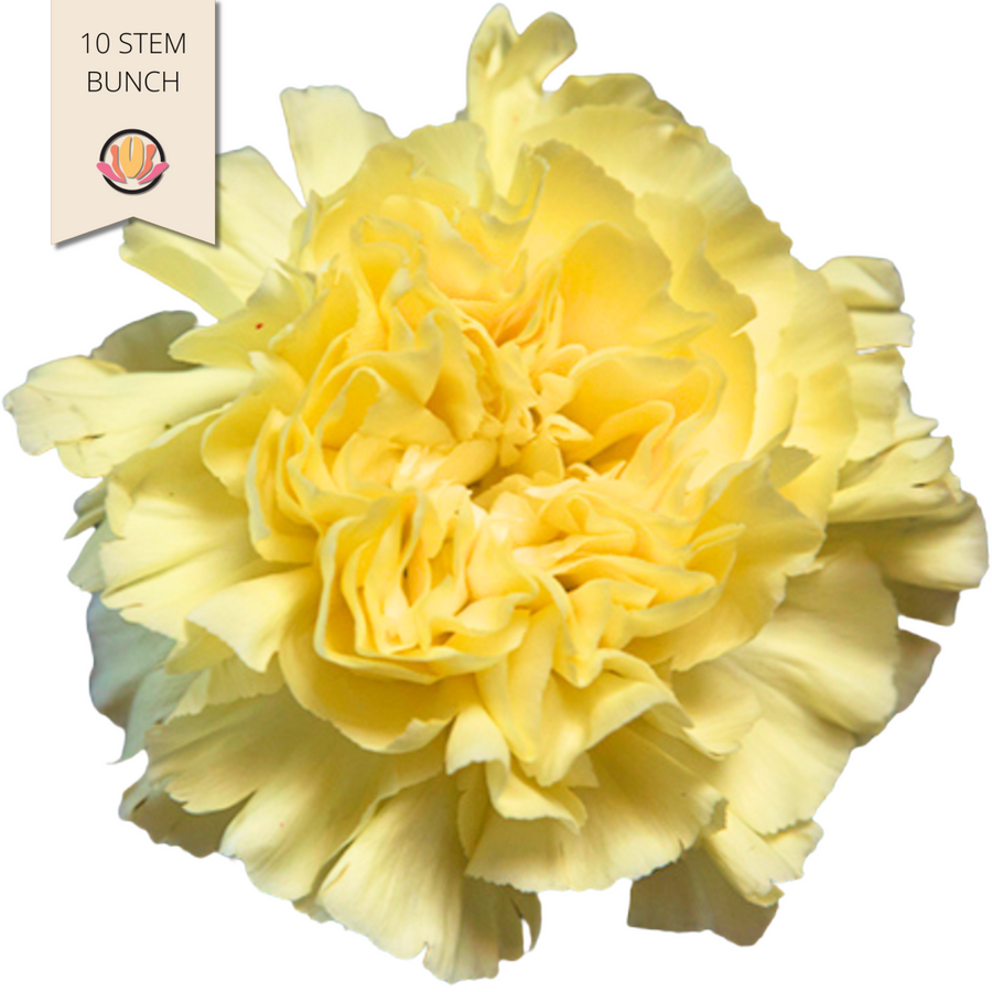 Carnation Fcy Minami Lemon Yel