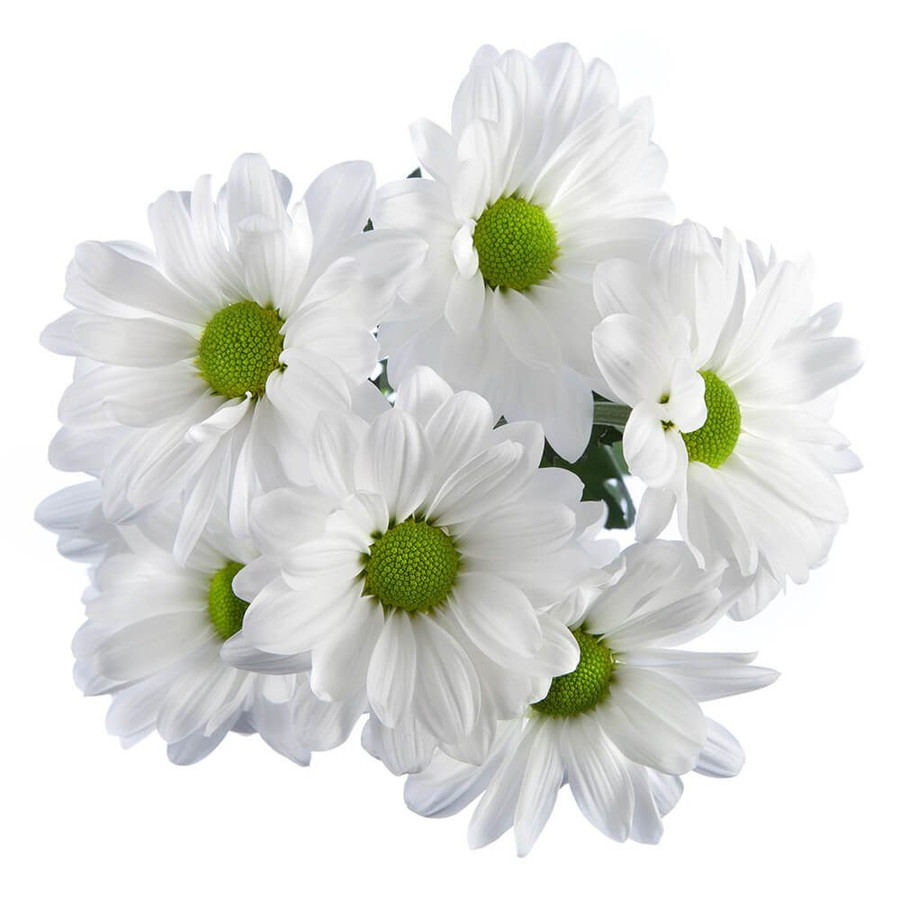 Pom Daisy Alma White SOLE