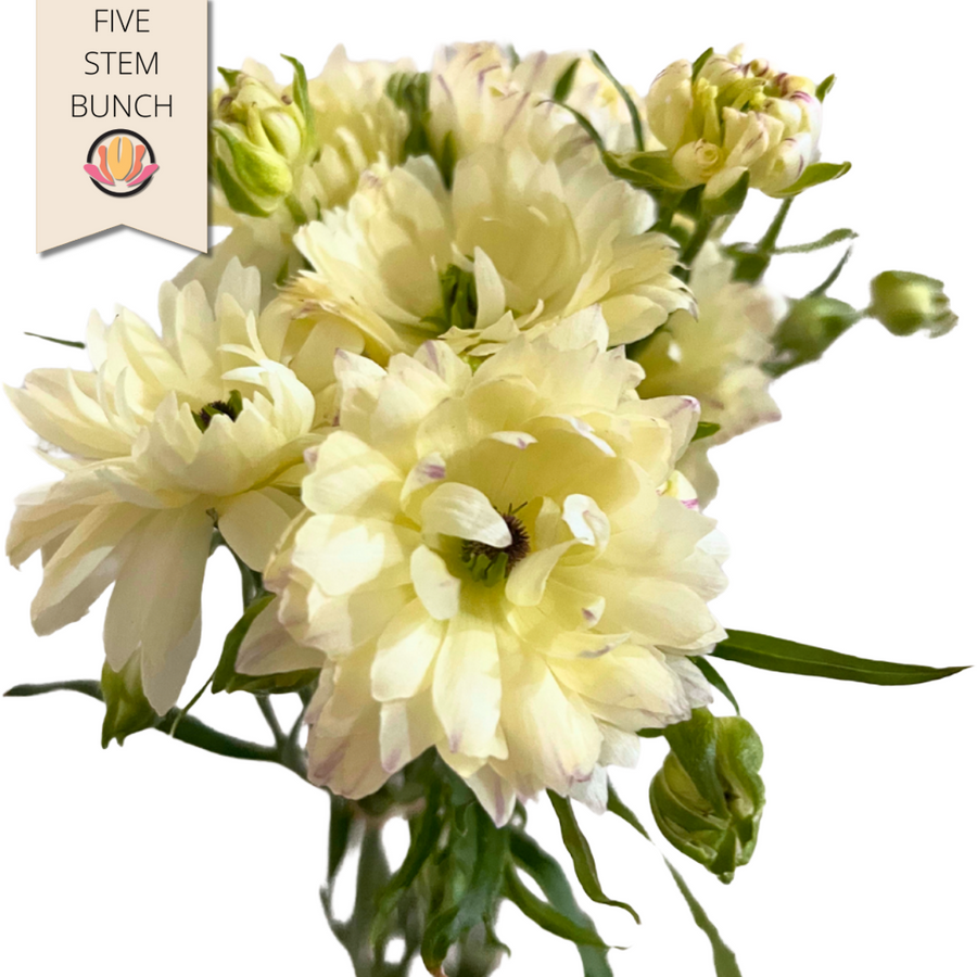 RanunculusModerna Creme, Rosaprima