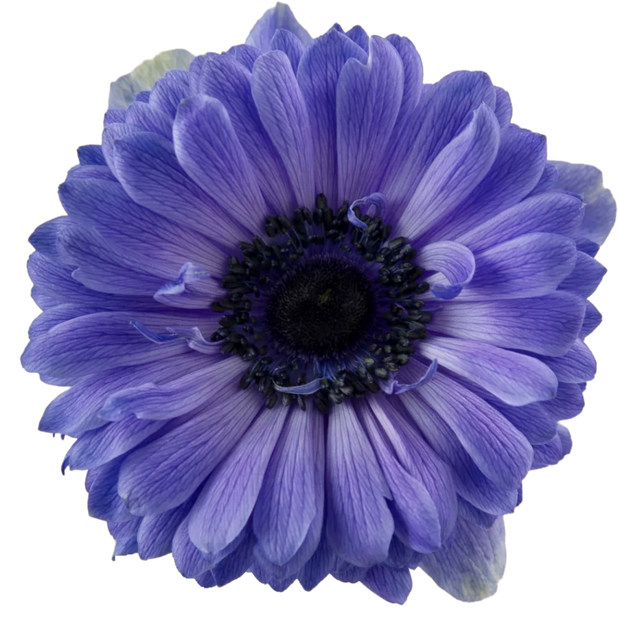 Anemone Fullstar Blue rprima - ANE FUL BLUE
