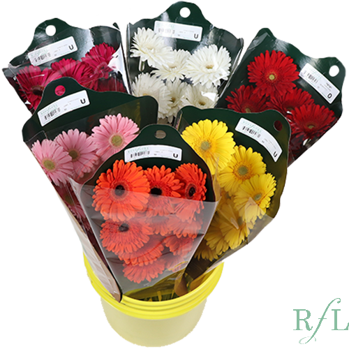 Gerber Pail x6 canada