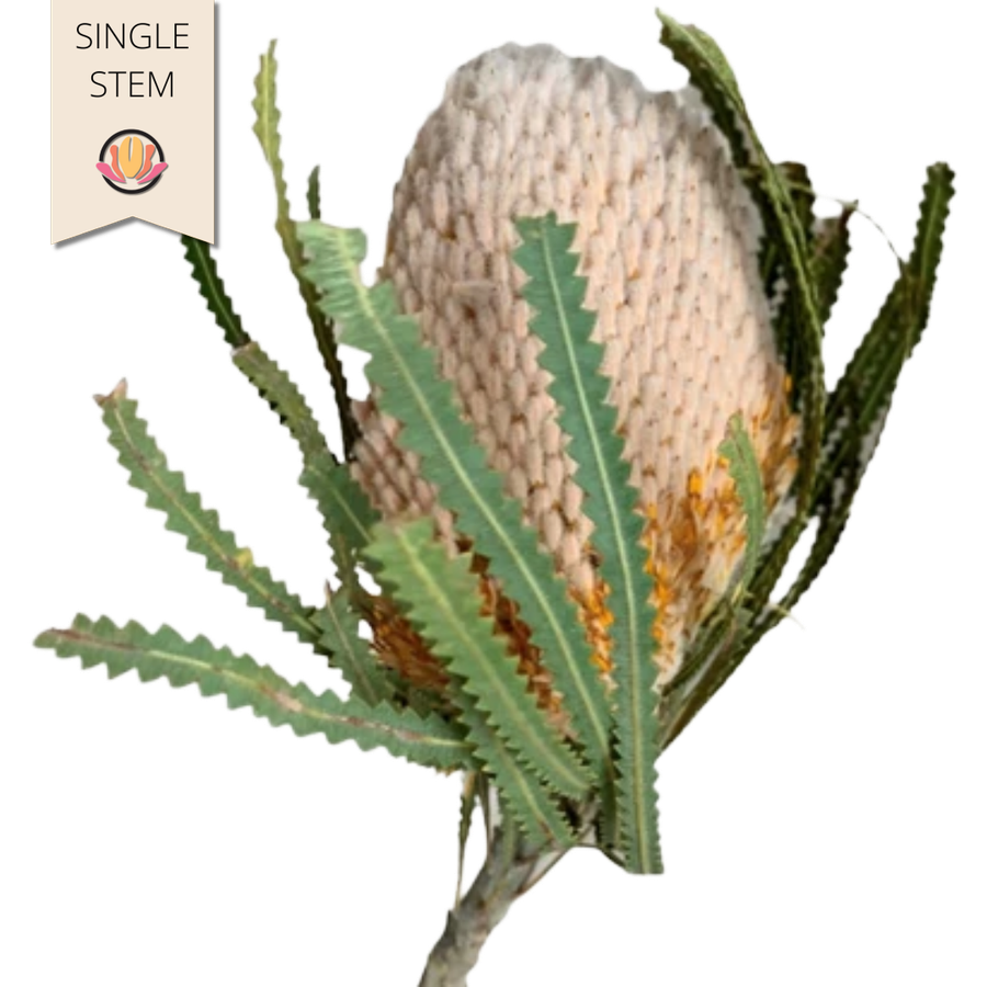Banksia Natural tutuli(STEM)