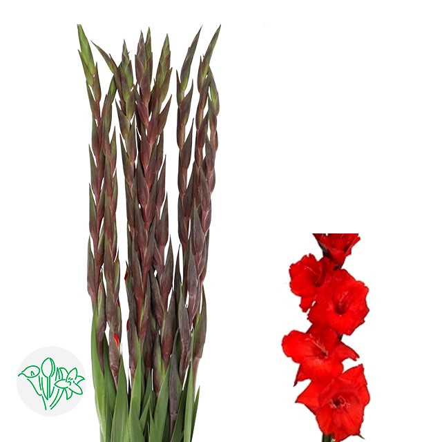 Glads Bunga holl