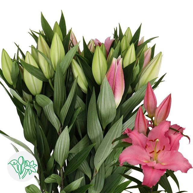 Lily Canelli holl 2+