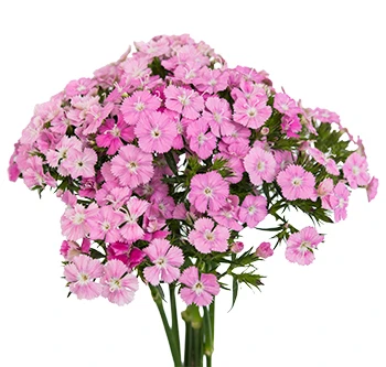 Dianthus Fiorino Lt Pk fresca