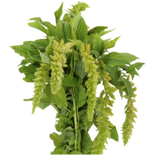 Amaranthus Green Spider holl