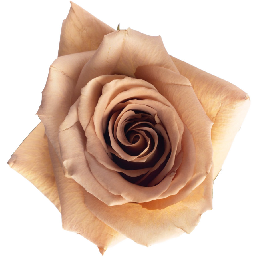 Rose Toffee 60cm, Rosaprima