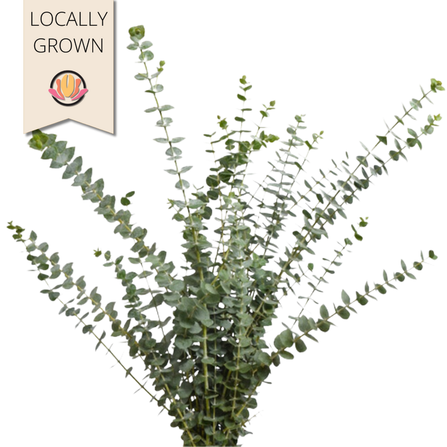 Eucalyptus Blue Local