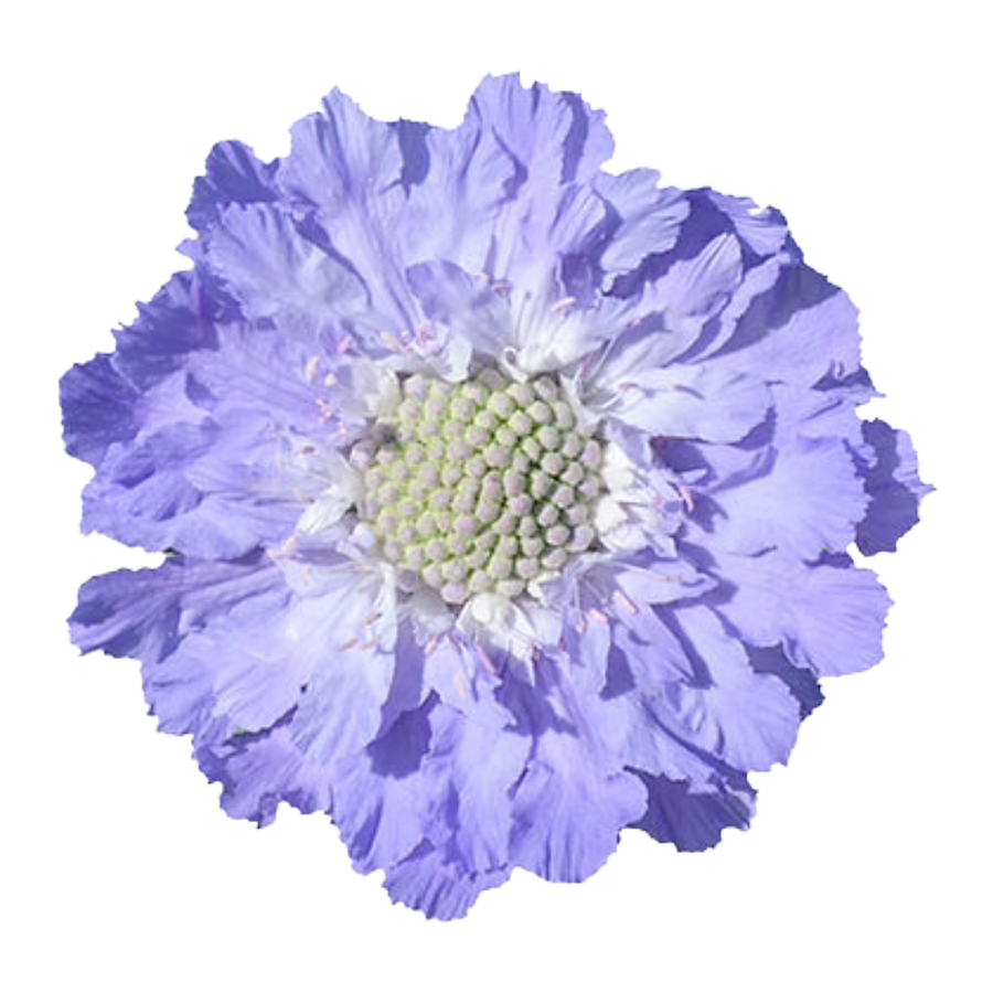 Scabiosa Deep Blue fresca