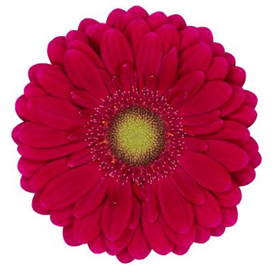 Germini Vivianne rosaflora