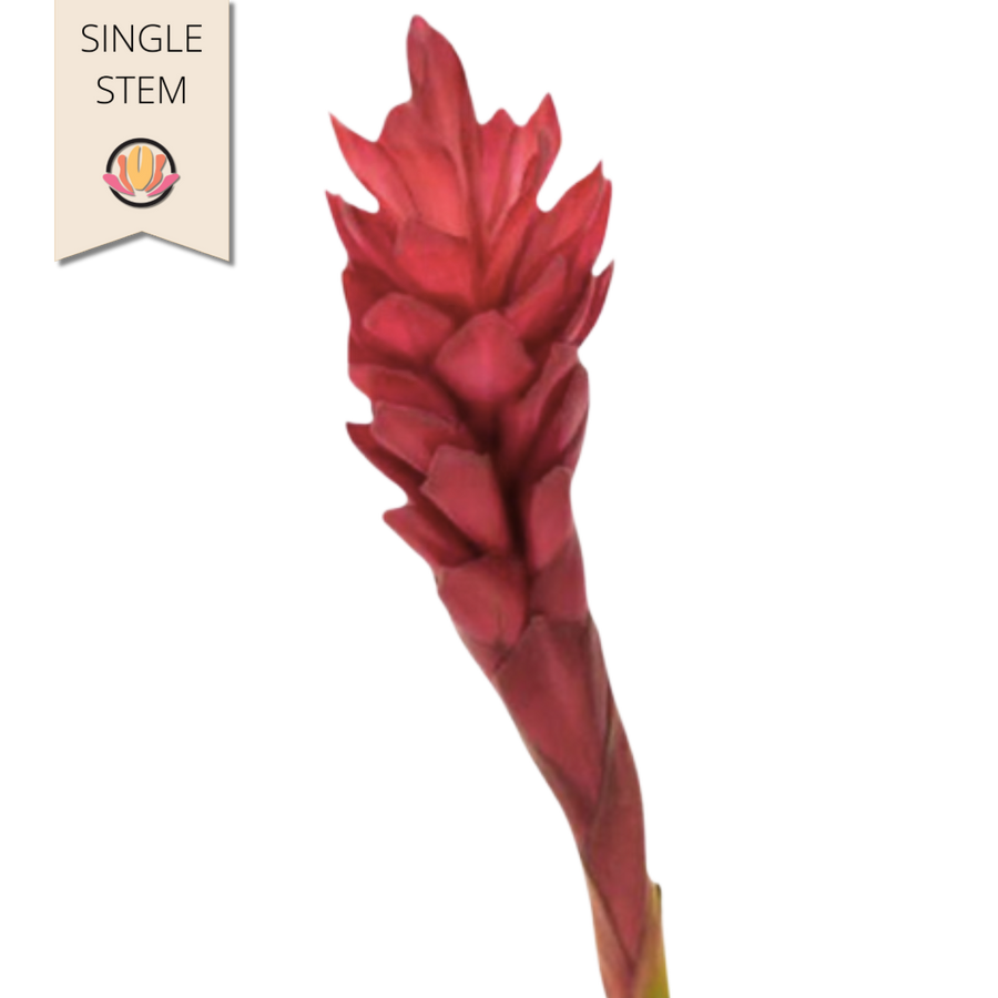 Ginger King Red national(STEM)
