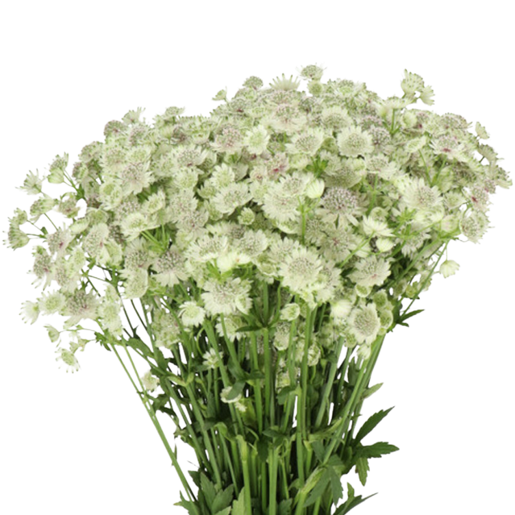 Astrantia Billion Star holex - ASTR BILL HOLEX