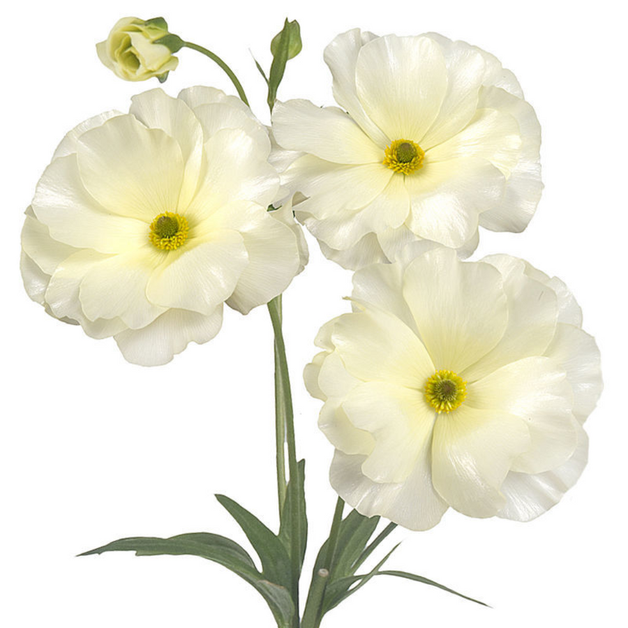 Ranunculus Butterfly Graces ch