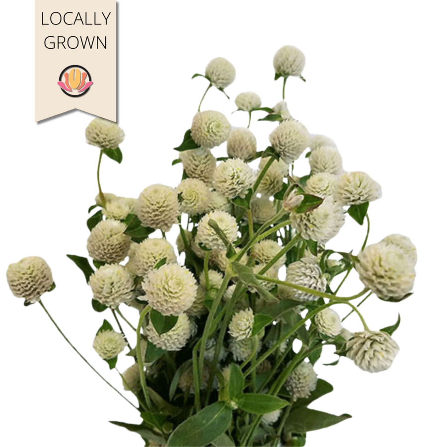 Gomphrena White local