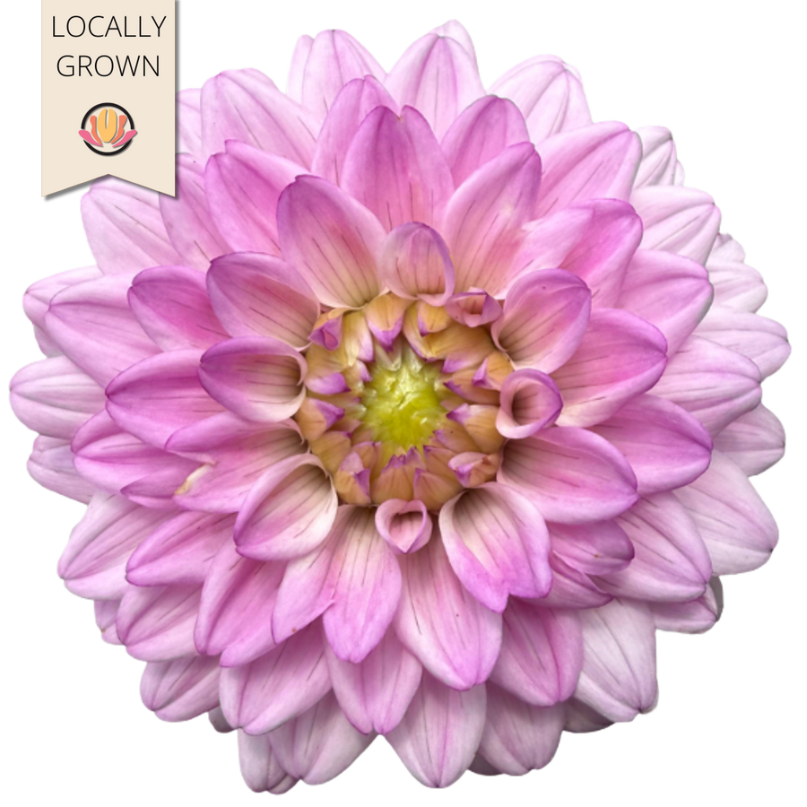 Dahlia Lavender local