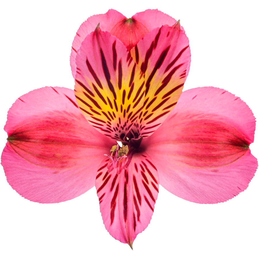 Alstro HotPink SupSel TESSA