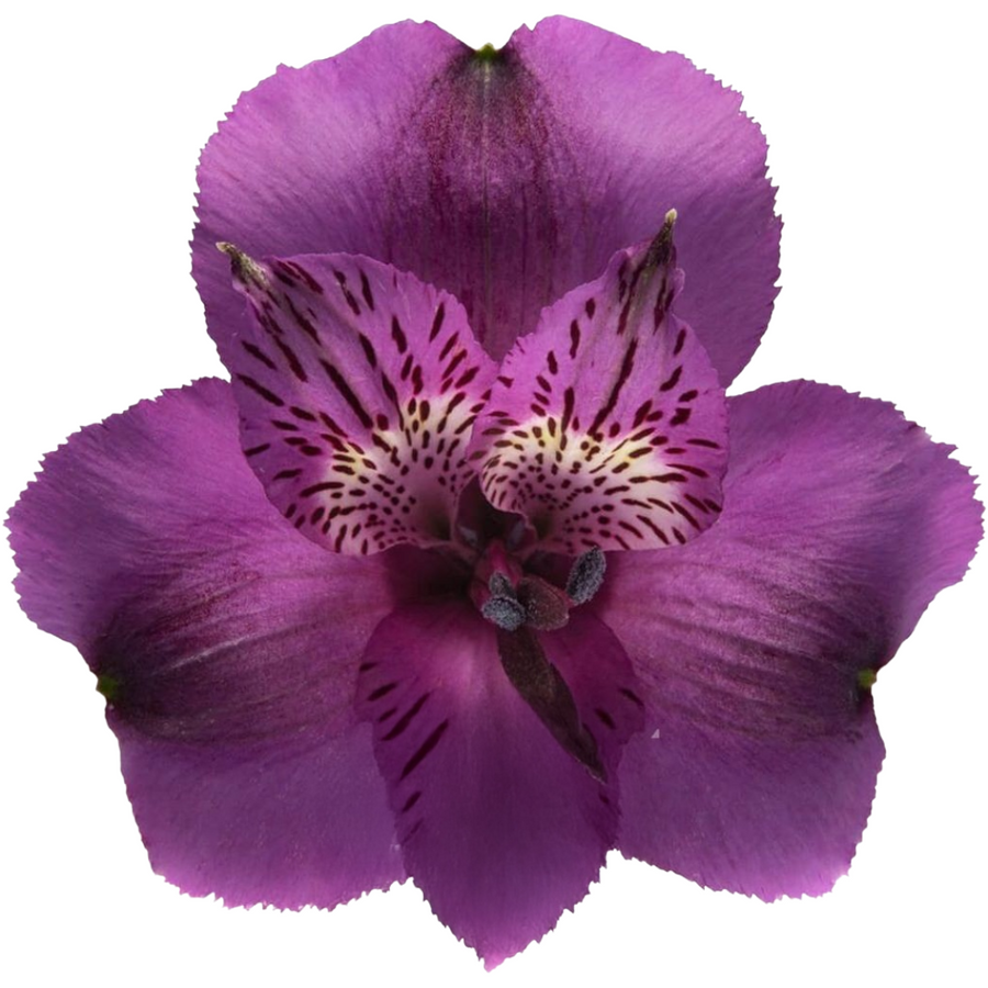 Alstro Purple SupSel TESSA